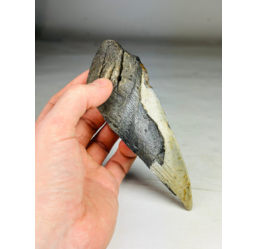 Diente de megalodón "Ancient Cobra " (US) - 15,2 cm