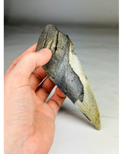 Dent de mégalodon "Ancient Cobra " (US) - 15,2 cm