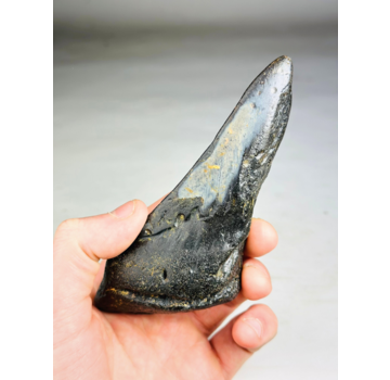 Megalodon Tooth "Malicious Darkness " (US) - 13,9 cm