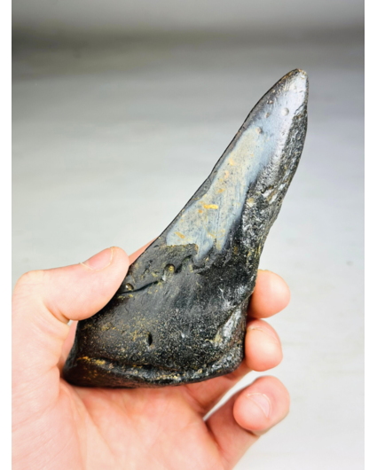 Dente di Megalodon "Malicious Darkness " (USA) - 13,9 cm