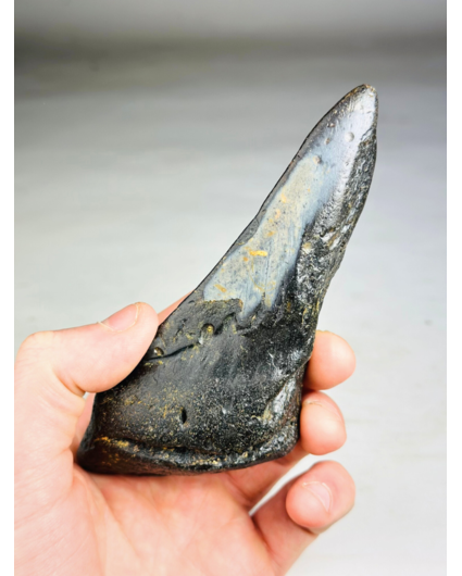Megalodon Tand "Malicious Darkness " (VS) - 13,9 cm