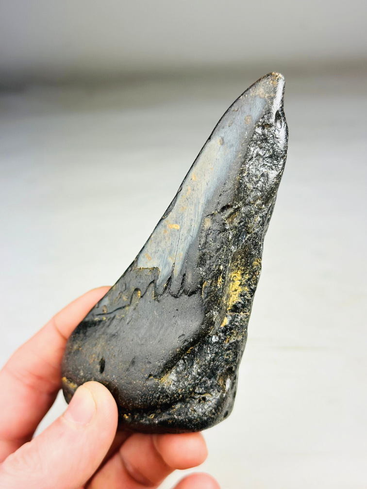 Megalodon Tooth "Malicious Darkness " (US) - 13,9 cm