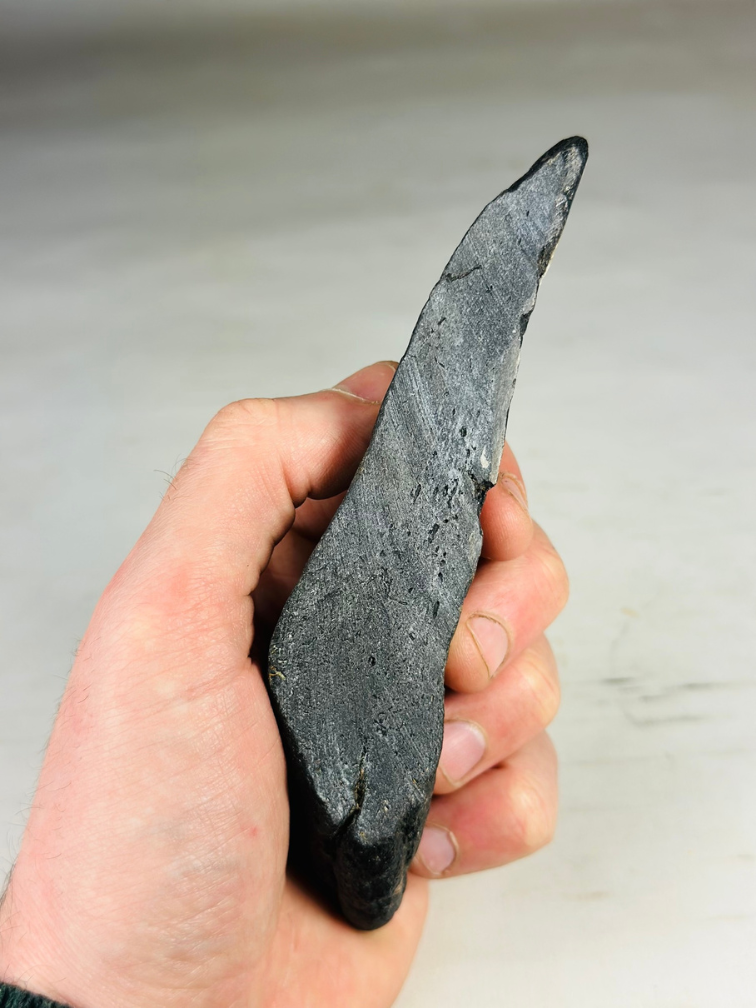 Megalodon Tooth "Darkness Overpowers " (US) - 14,7 cm