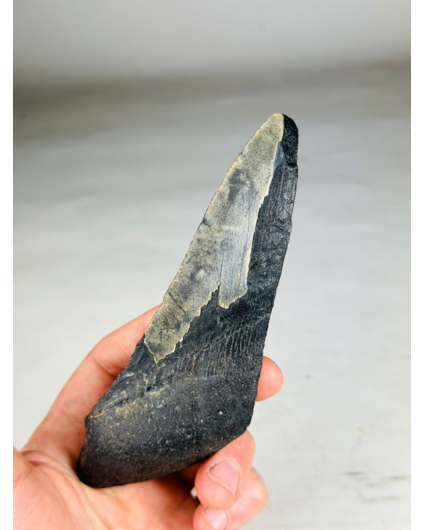 Dente di Megalodon "Darkness Overpowers " (USA) - 14,7 cm