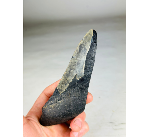 Megalodon Tooth "Darkness Overpowers " (US) - 14,7 cm