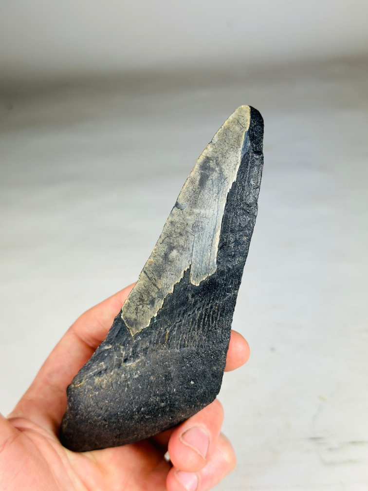 Dente di Megalodon "Darkness Overpowers " (USA) - 14,7 cm