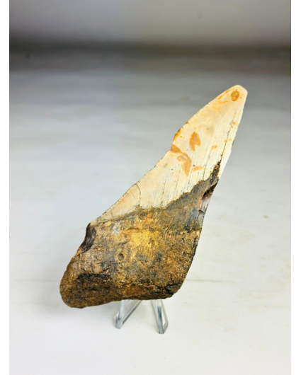 Dente di Megalodon "Leviathan's Demise" (USA) - 13,4 cm