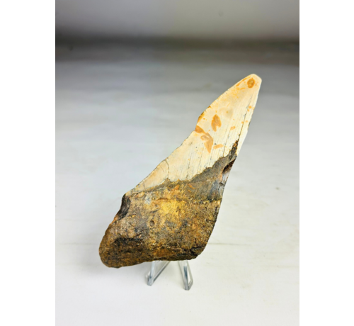 Dente di Megalodon "Leviathan's Demise" (USA) - 13,4 cm