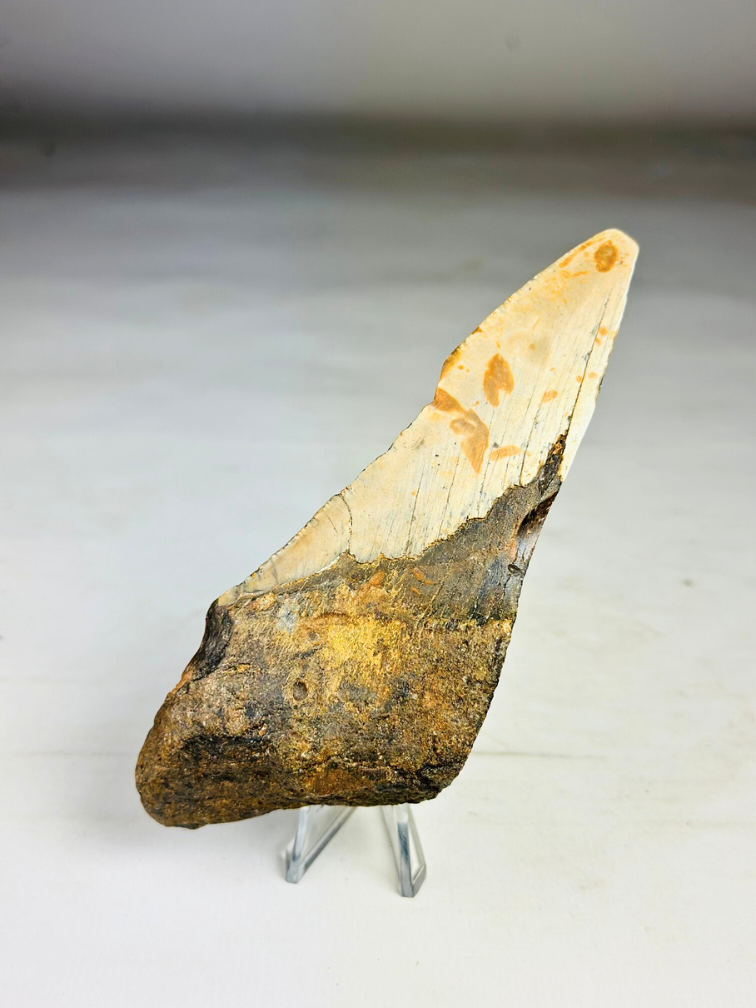 Dent de mégalodon "Leviathan's Demise" (US) - 13,4 cm