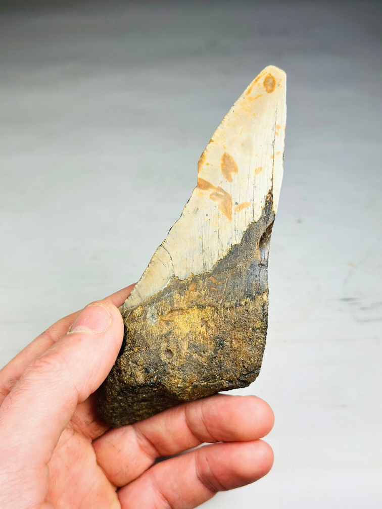 Megalodon Tooth "Leviathan's Demise" (US) - 13,4 cm