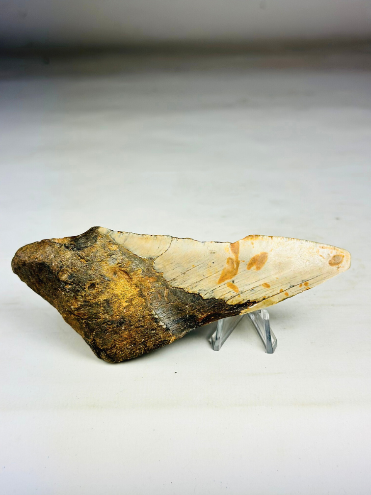 Megalodon Tooth "Leviathan's Demise" (US) - 13,4 cm