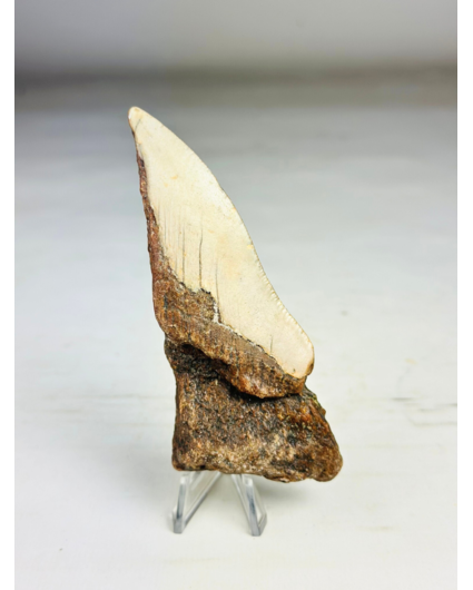 Megalodon Tooth "The Relic" (US) - 11,2 cm