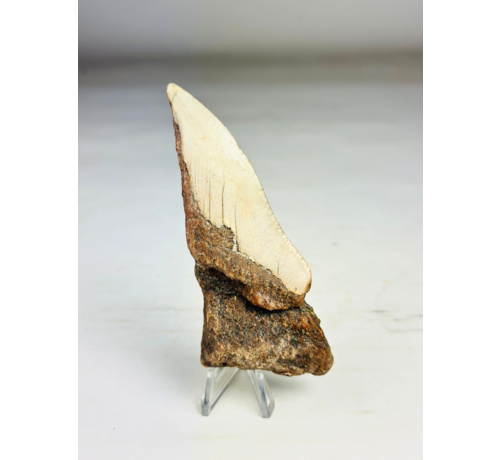 Dent de mégalodon "The Relic" (US) - 11,2 cm