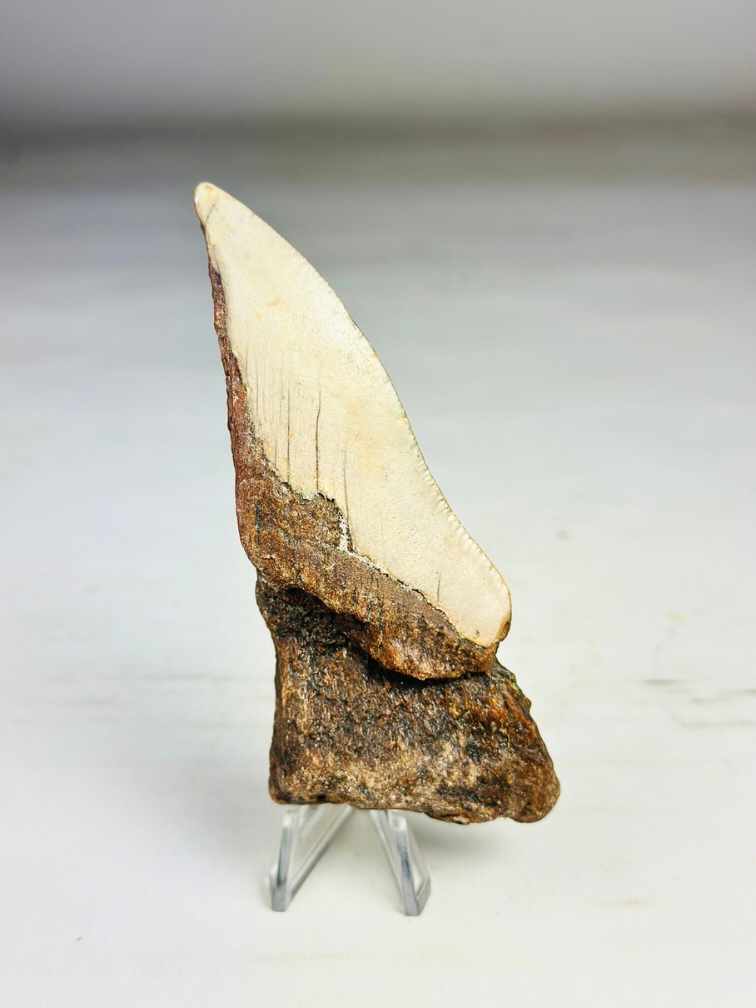 Dent de mégalodon "The Relic" (US) - 11,2 cm