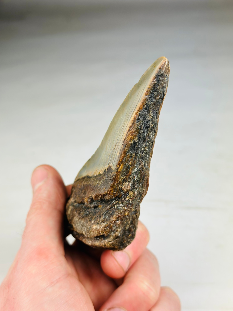 Dente di Megalodon "The Relic" (USA) - 11,2 cm