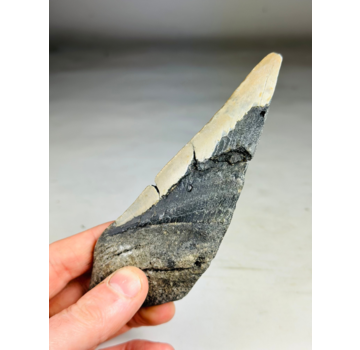 Megalodon Tooth "The Tool" (US) - 14,9 cm