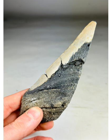 Megalodon Tooth "The Tool" (US) - 14,9 cm