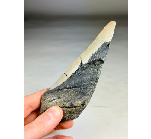 Dente di Megalodon "The Tool" (USA) - 14,9 cm