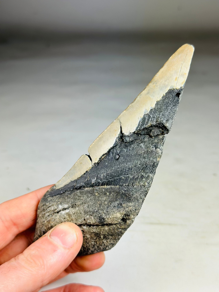 Dente di Megalodon "The Tool" (USA) - 14,9 cm