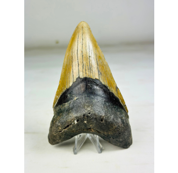 Megalodon tooth "Cerberus Revenge" (US) - 11,8 cm