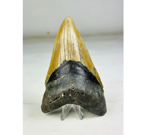 Megalodon tooth "Cerberus Revenge" (US) - 11,8 cm