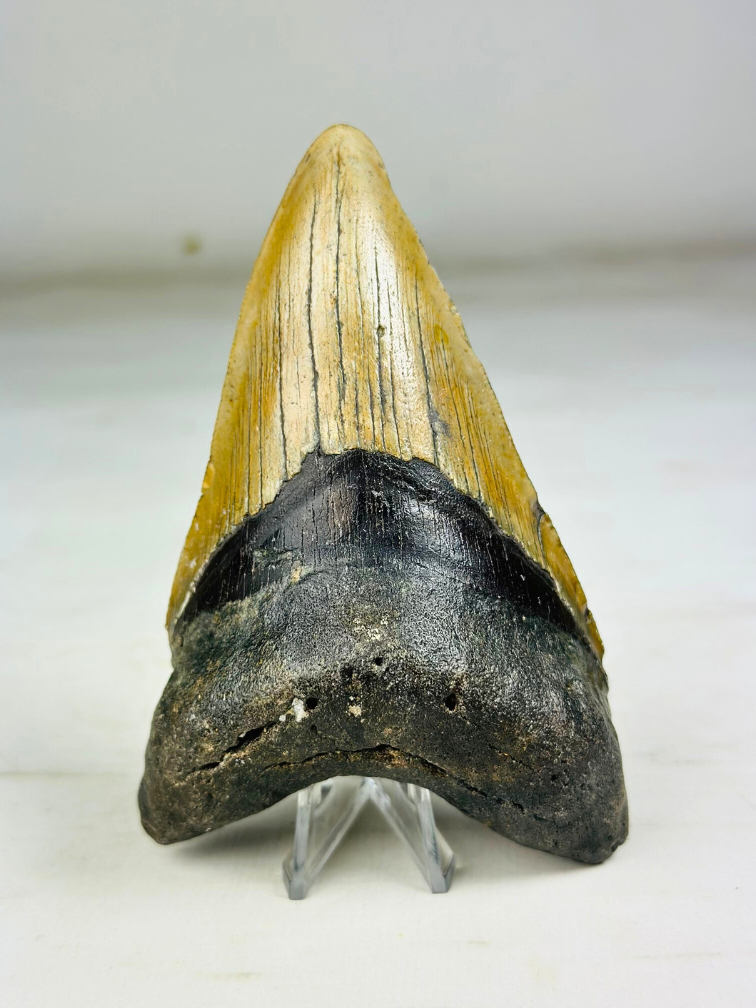 Dente di Megalodon "Cerberus Revenge" (USA) - 11,8 cm