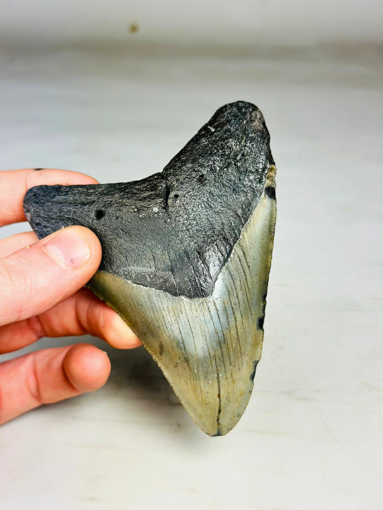 Dente di Megalodon "Warrior's Emblem" (USA) - 11,1 cm