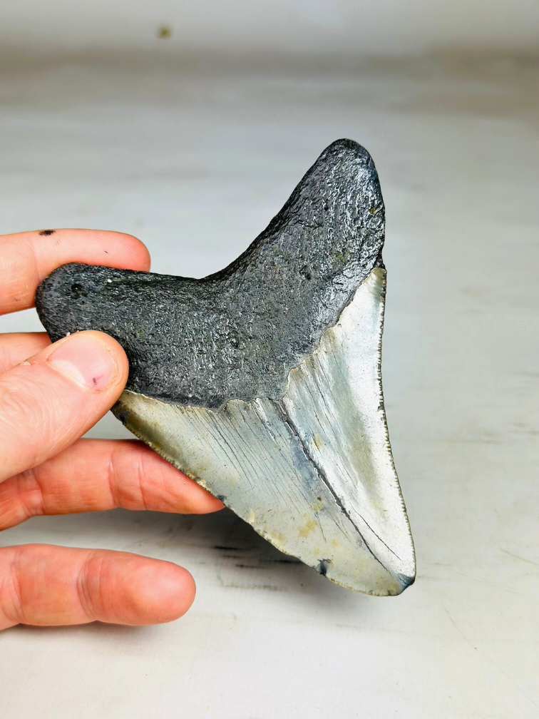 Dente di Megalodon "Warrior's Emblem" (USA) - 11,1 cm