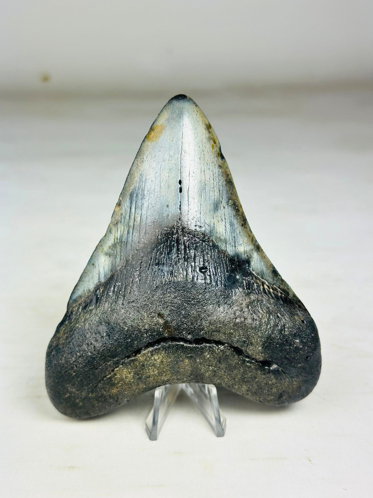 Dent de mégalodon "Corrupted Veil" (US) - 10,8 cm