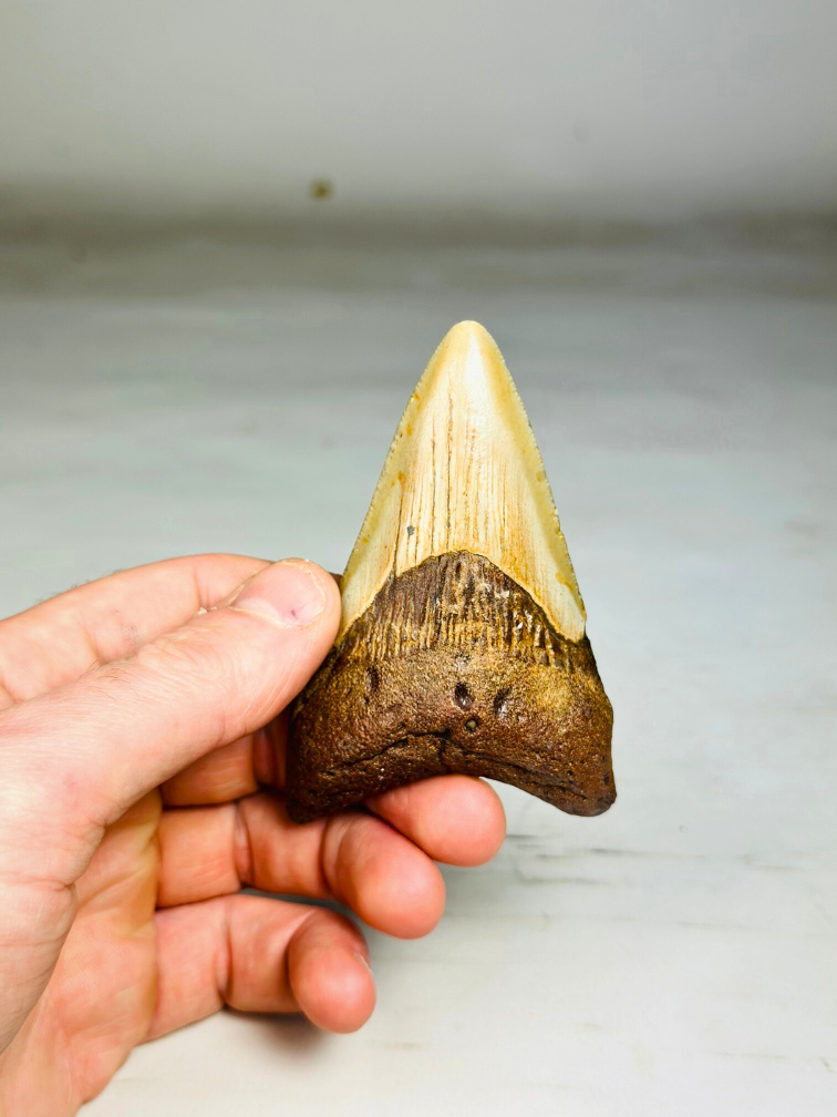 Dente di Megalodonte "Angel's Bane" (USA) - 9,2 cm