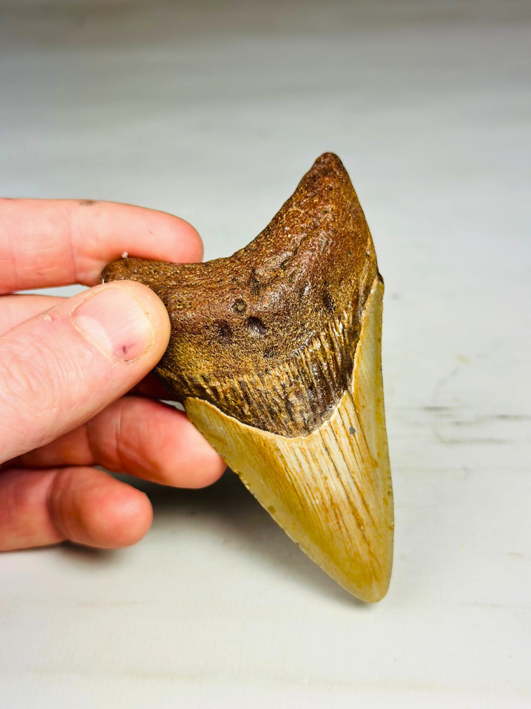 Megalodon Tooth "Angel's Bane" (US) - 9.2 cm