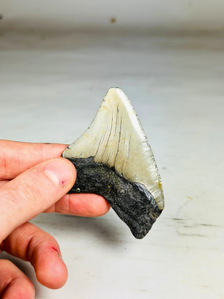 Diente de Megalodon " Weapon of the Ancients " (US) - 8 cm