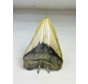 Megalodon-Zahn " The Hidden" (US) - 11,5 cm