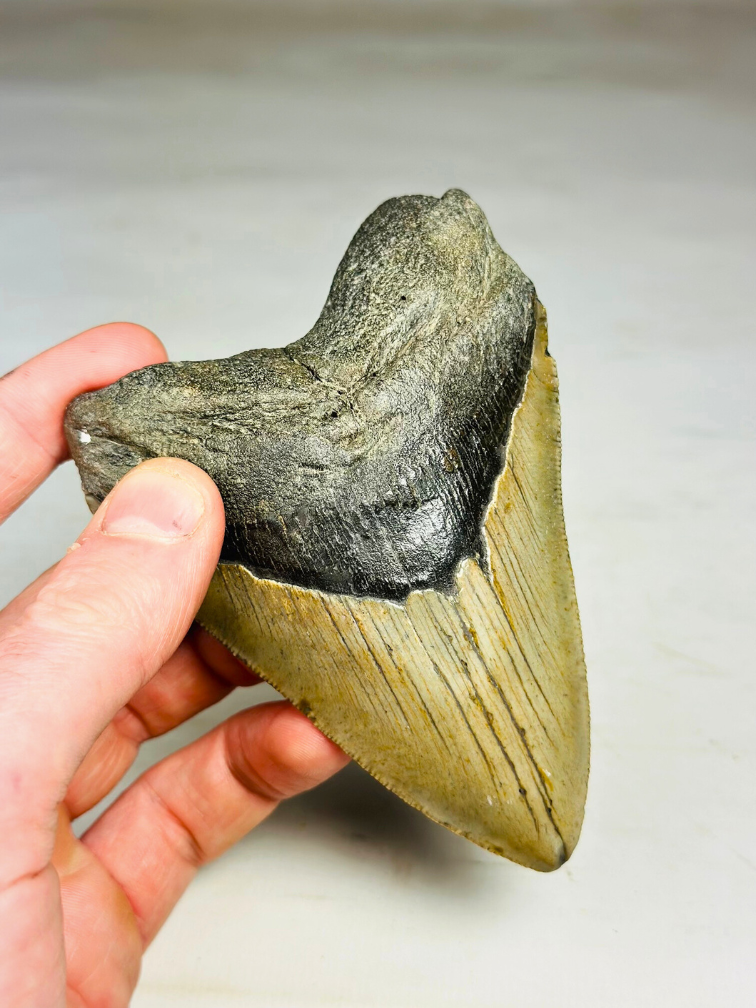 Megalodon Tooth "The Hidden" (US) - 11.5 cm