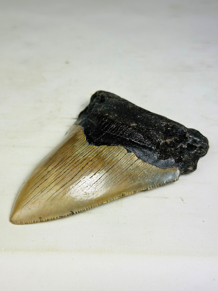 Dente di Megalodon " The Hidden " (USA) - 11,5 cm