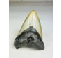 Megalodon tand "The Devil" (VS) 12,2 cm