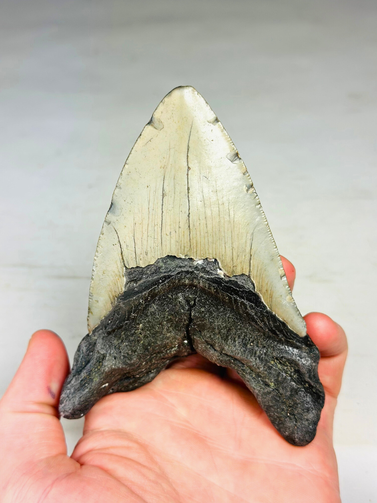 Megalodon tand "The Devil" (VS) 12,2 cm