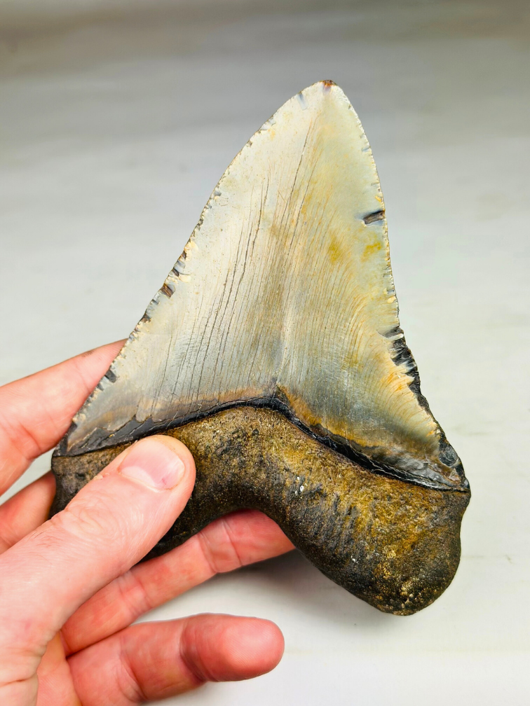 Megalodon tooth "The Weapon" (US) - 13,6 cm