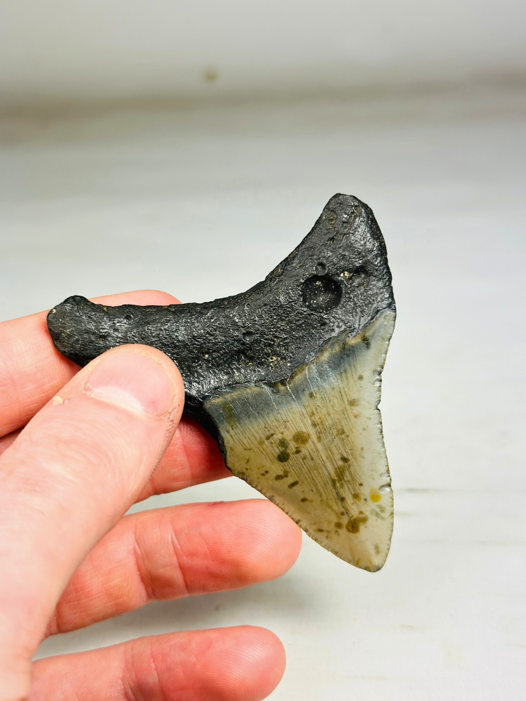 Dente di Megalodonte " Sigil of Thor " (USA) - 7,8 cm