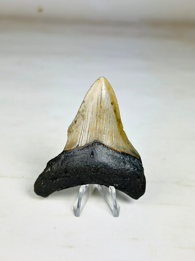 Megalodon Tooth "Sigil of Thor" (US) - 7.8 cm