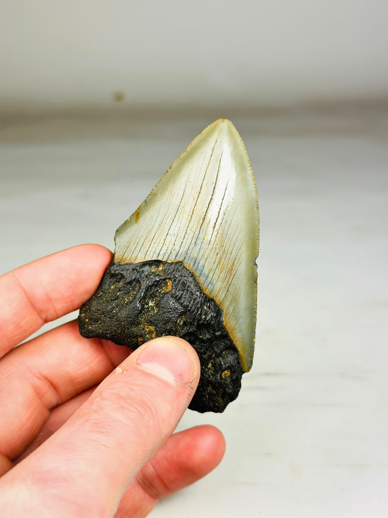 Dente di Megalodon "Hell's Banisher" (USA) - 8,4 cm