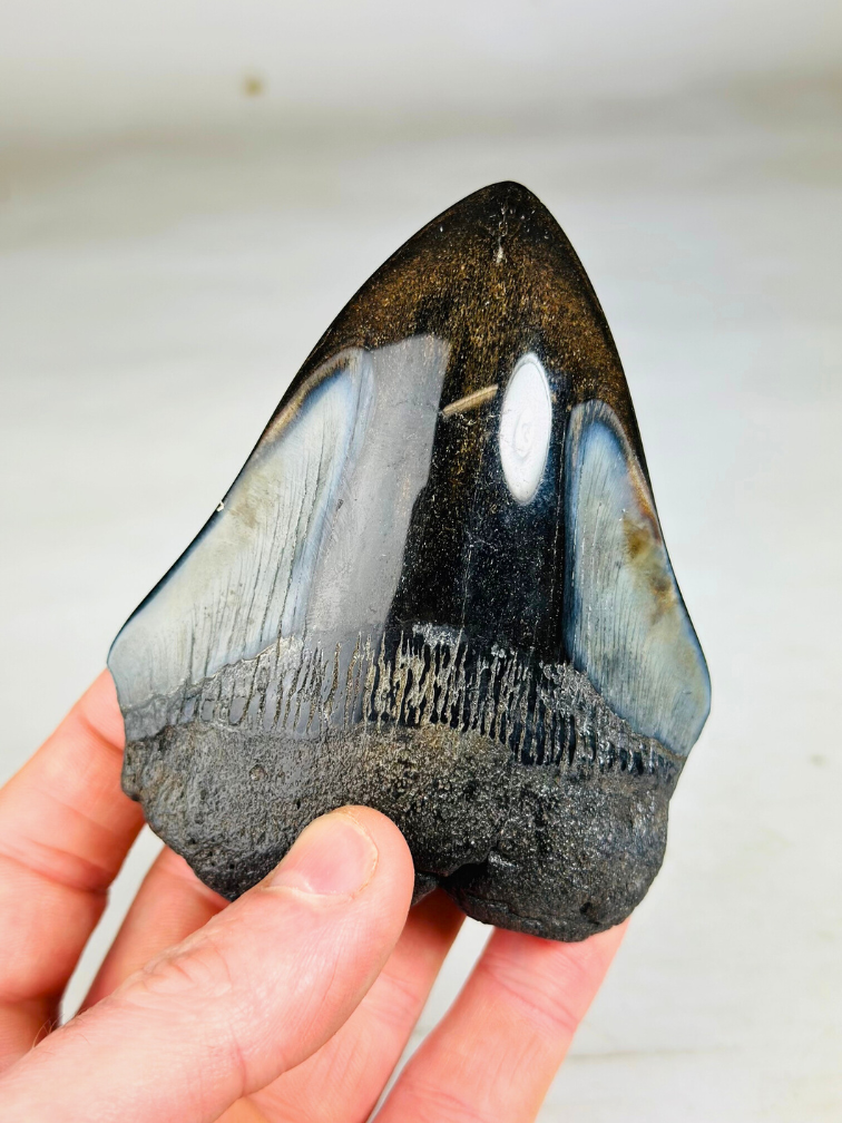 Dente di Megalodon "Dark Elf" (USA) 10 cm (3,94 pollici) - 90% denti