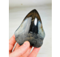 Megalodon tooth "Dark Elf" (US) 10 cm (3.94 inches) - 90% tooth