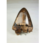 Megalodon tooth ''Abyssal Lifeform'' (USA) - 12,7 cm