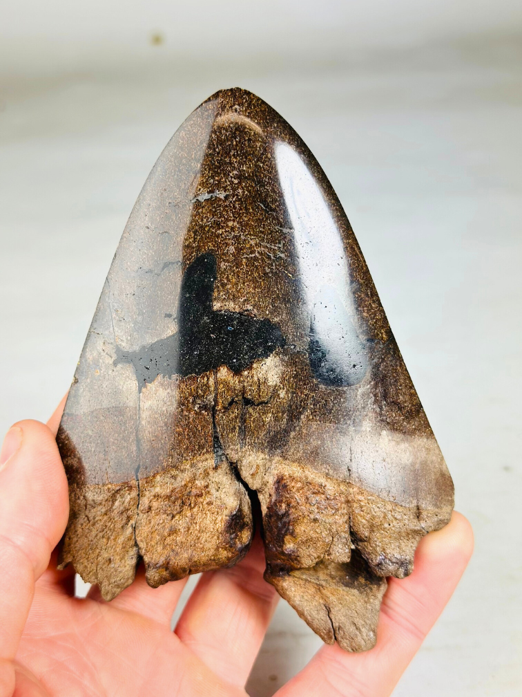 Dente di Megalodon ''Abyssal Lifeform'' (USA) - 12,7 cm