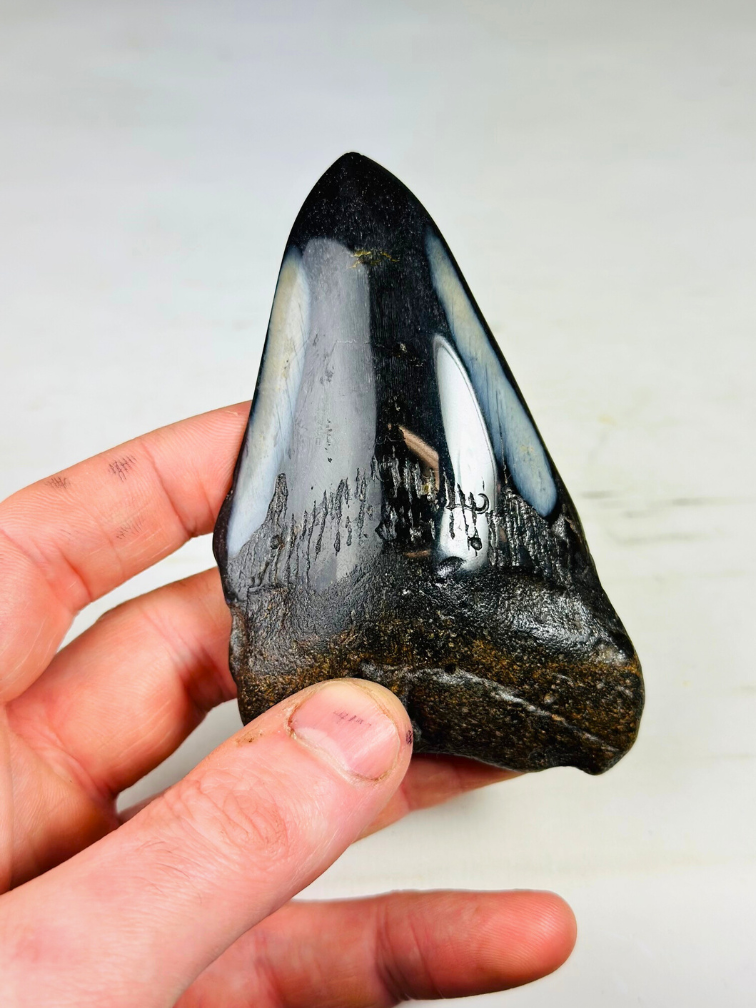 Polierter Megalodon-Zahn "Black Mirror" (USA) - 9,9 cm