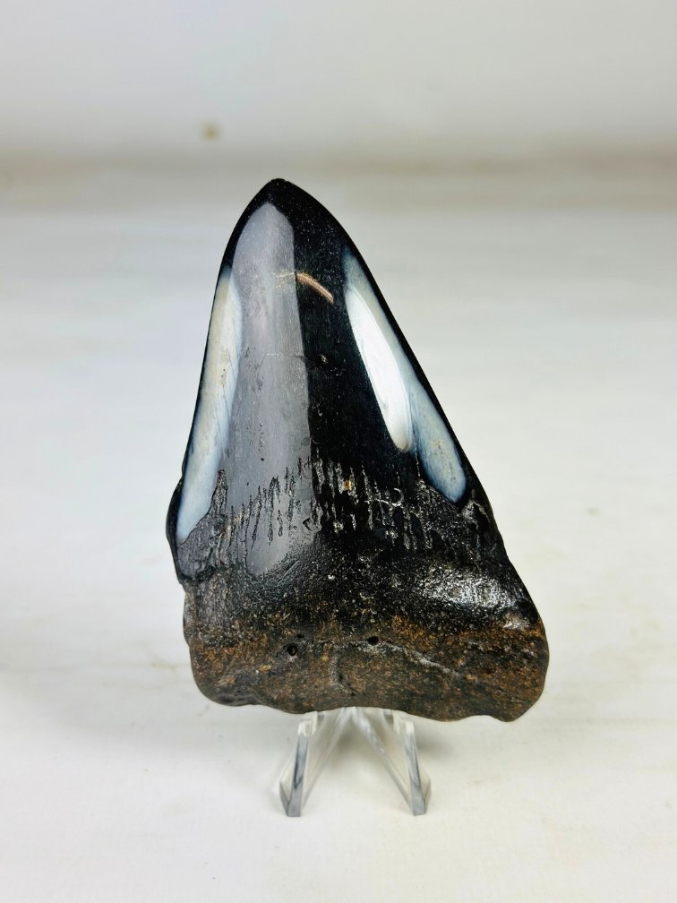 Polierter Megalodon-Zahn "Black Mirror" (USA) - 9,9 cm