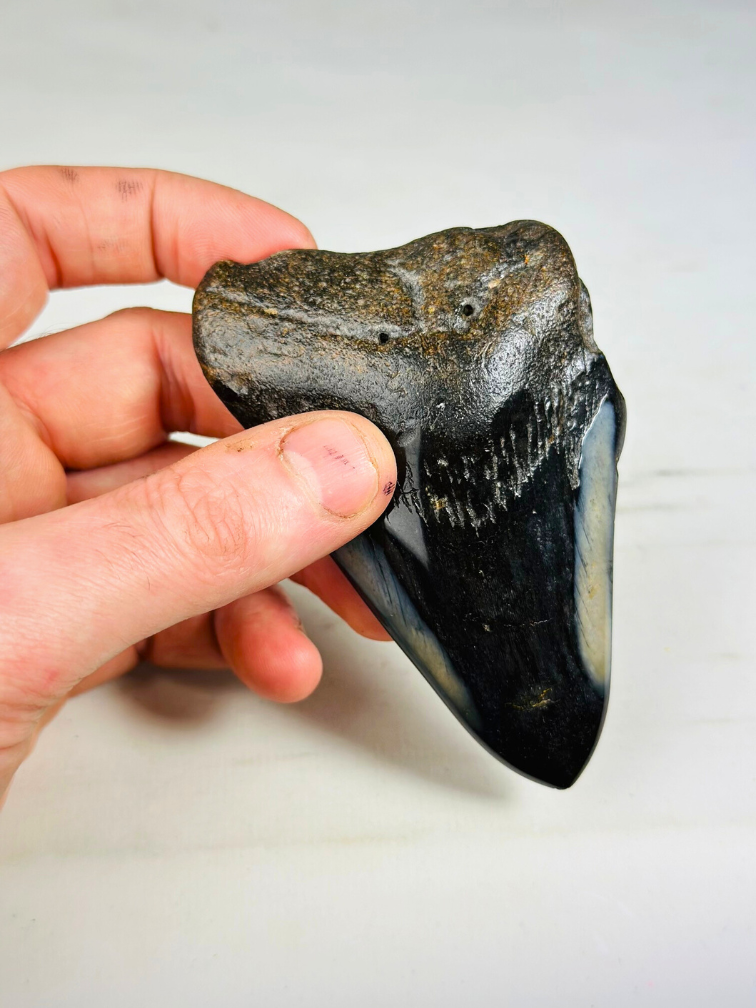 Polierter Megalodon-Zahn "Black Mirror" (USA) - 9,9 cm