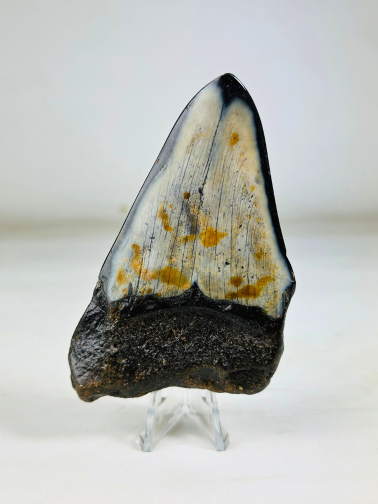 Polierter Megalodon-Zahn "Black Mirror" (USA) - 9,9 cm