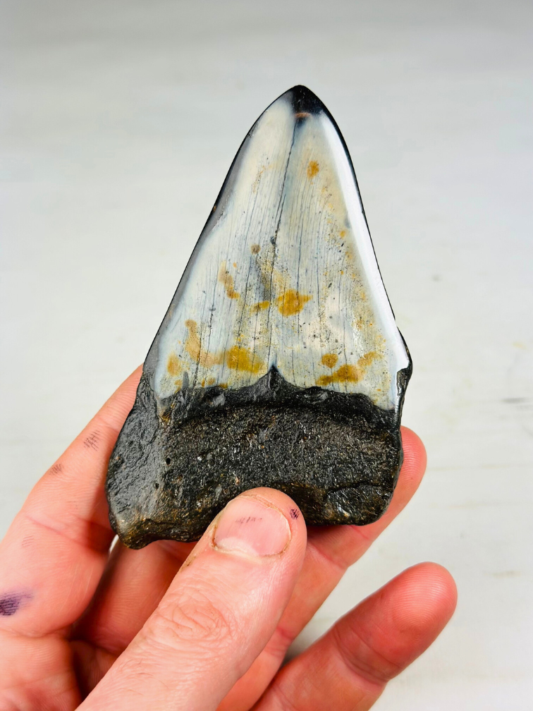 Polished megalodon tooth "Black Mirror" (USA) - 9.9 cm